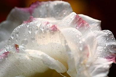 真人快打制作人建议推出《SEGA VS CAPCOM》